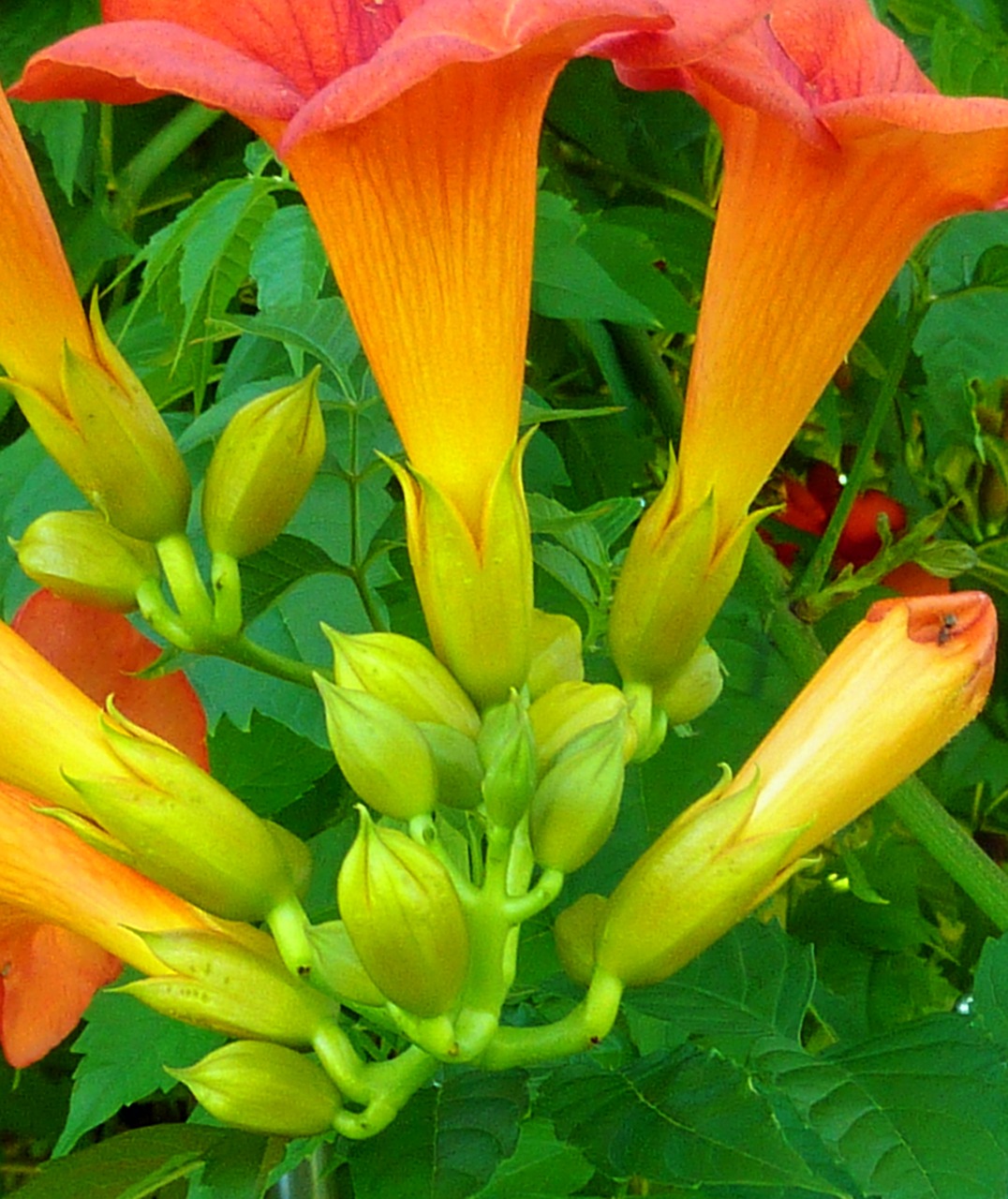 flowers flower buds flower free photo