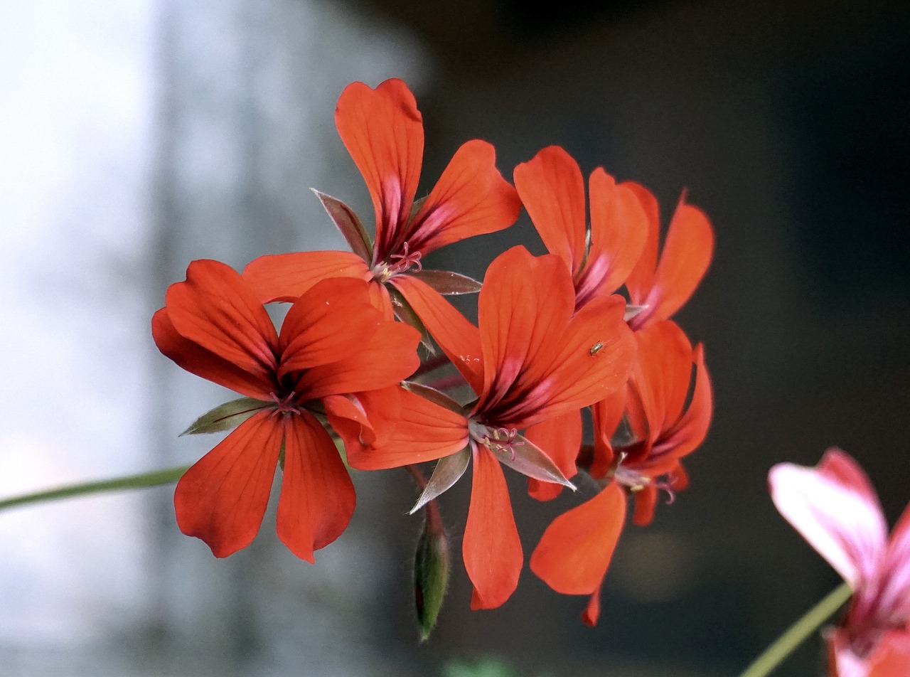 flowers red nature free photo