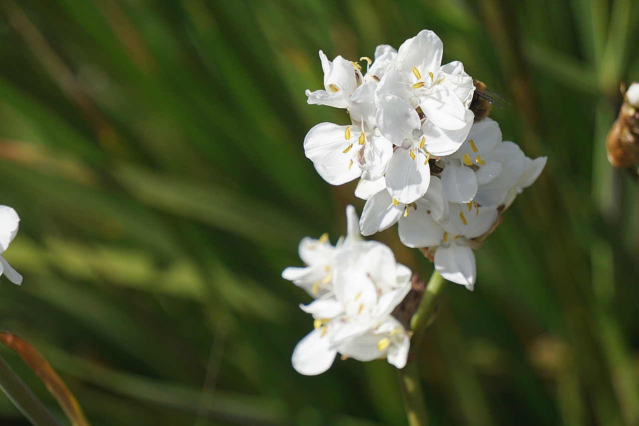 flowers white nature free photo