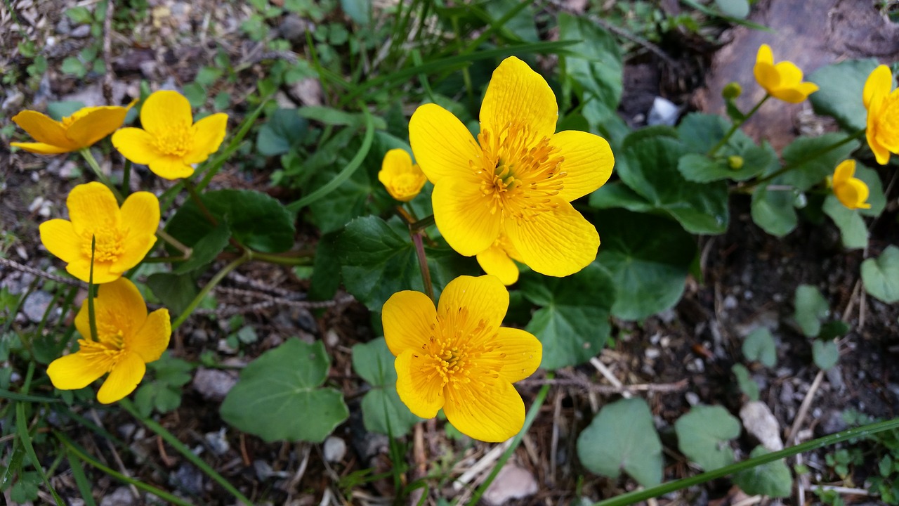 flowers yellow bloom free photo