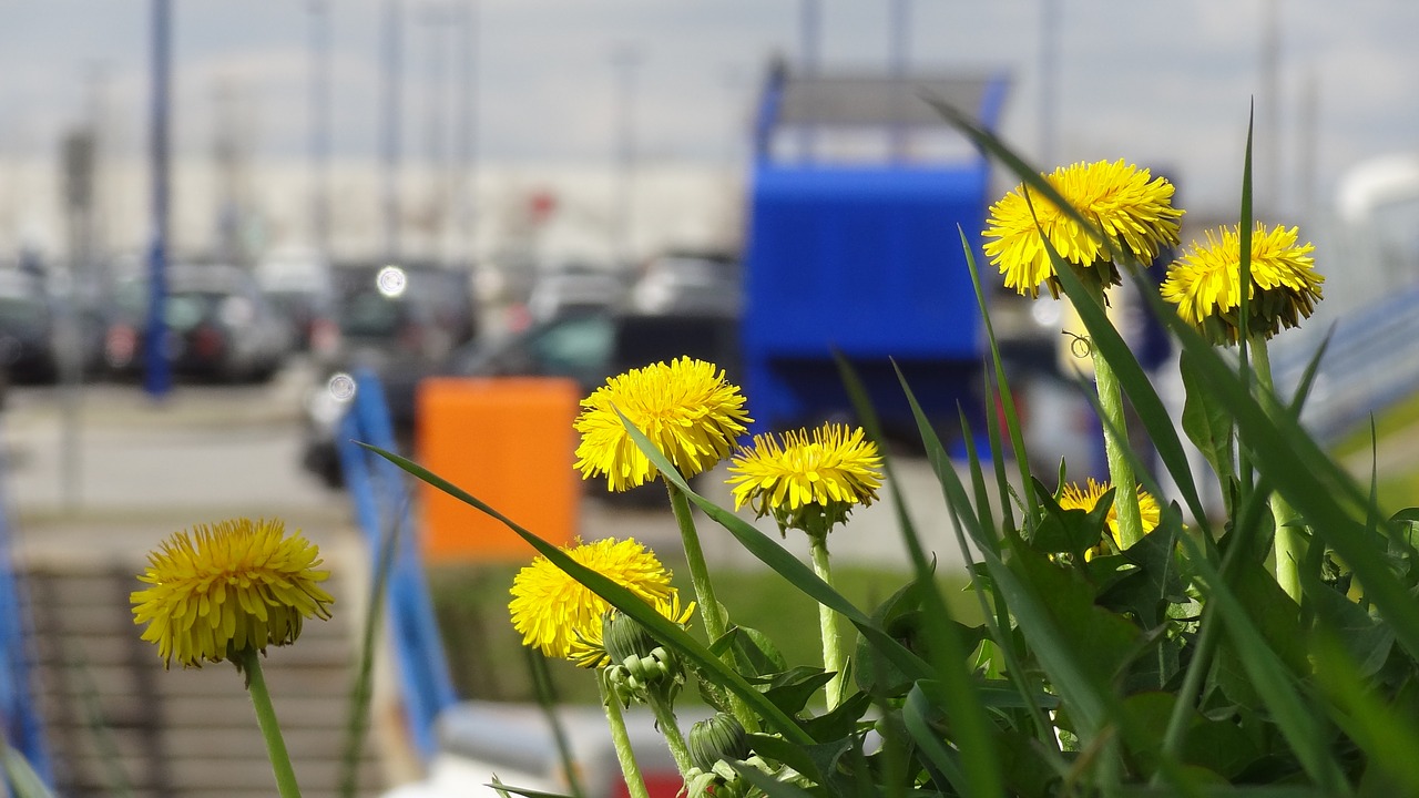 flowers grass summer flowers free photo