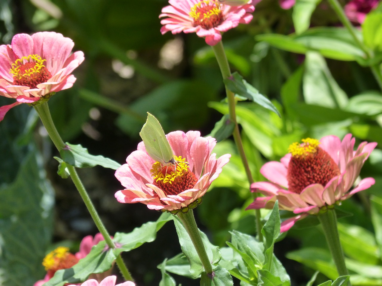 flowers butterfly libar free photo