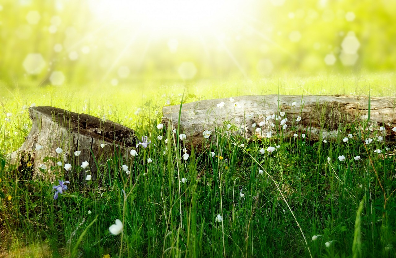 flowers meadow wood free photo