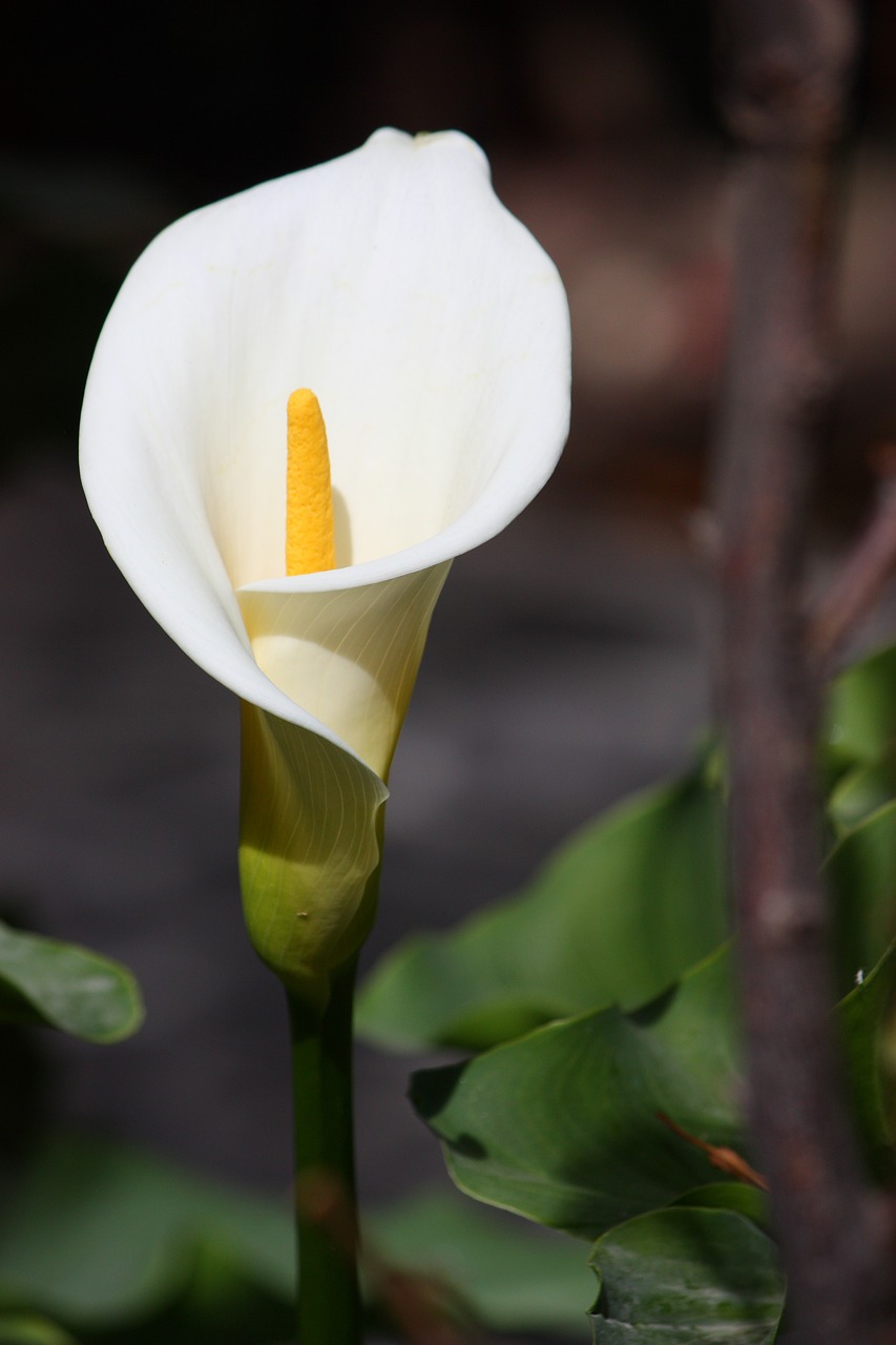 flowers lily plant free photo