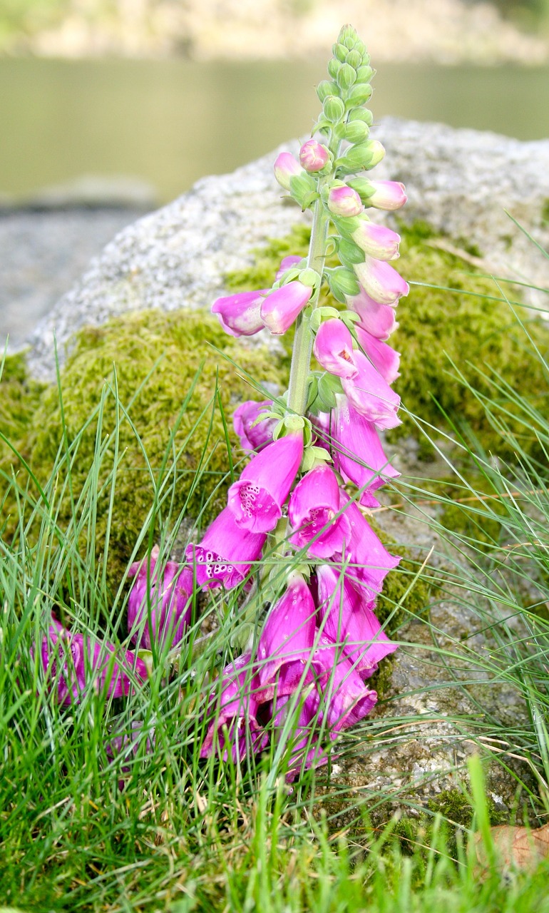 flowers norway mountain free photo