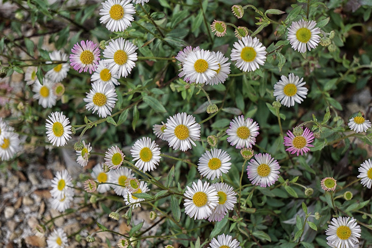 flowers daisies white free photo