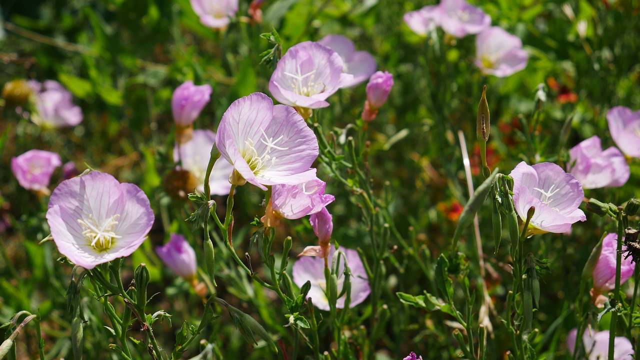 flowers landscape nature free photo