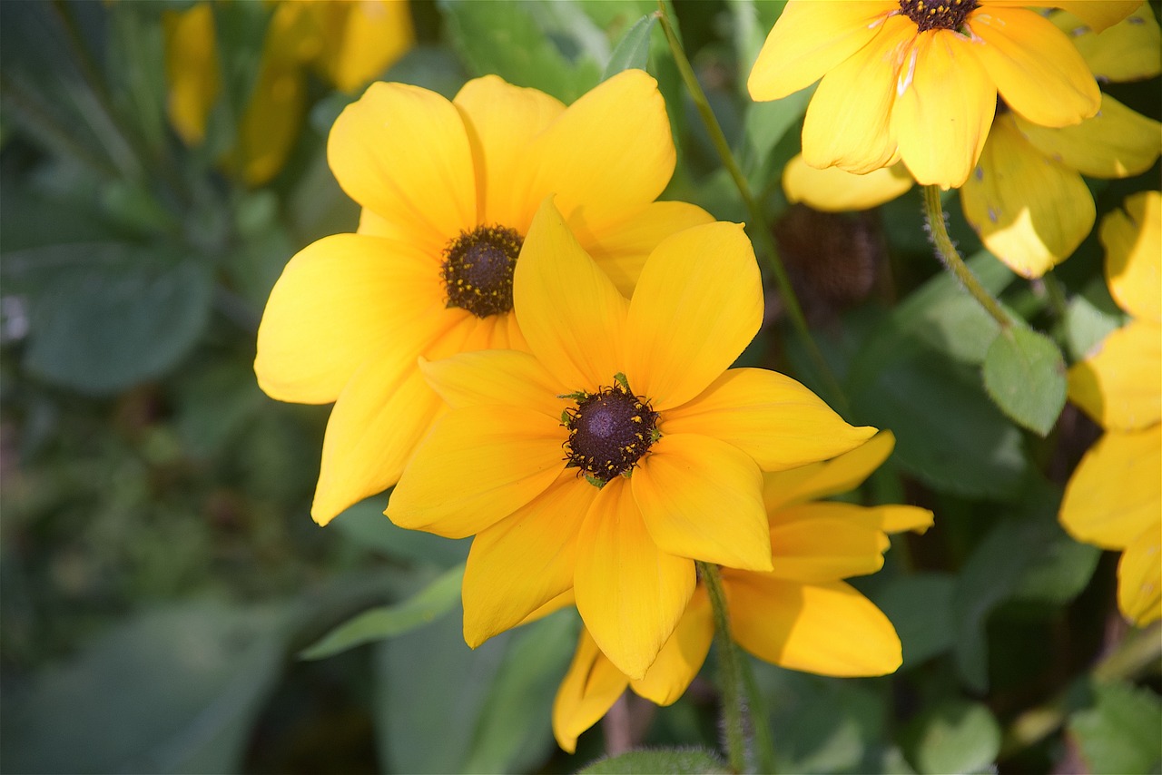 black-eyed susan flowers yellow free photo