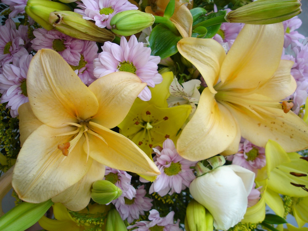 flowers colorful leaves free photo