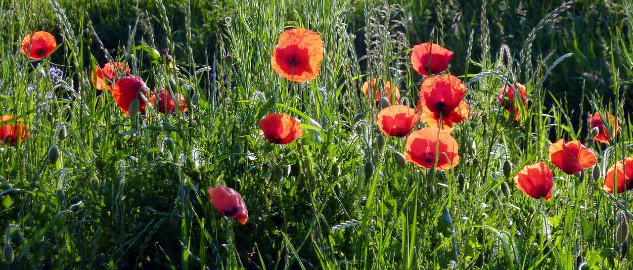 flowers poppies country free photo