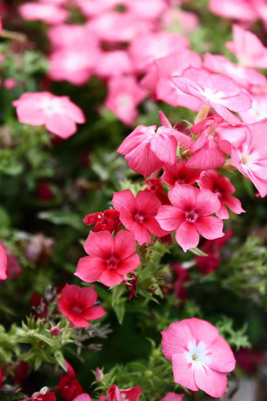 flowers pink summer free photo