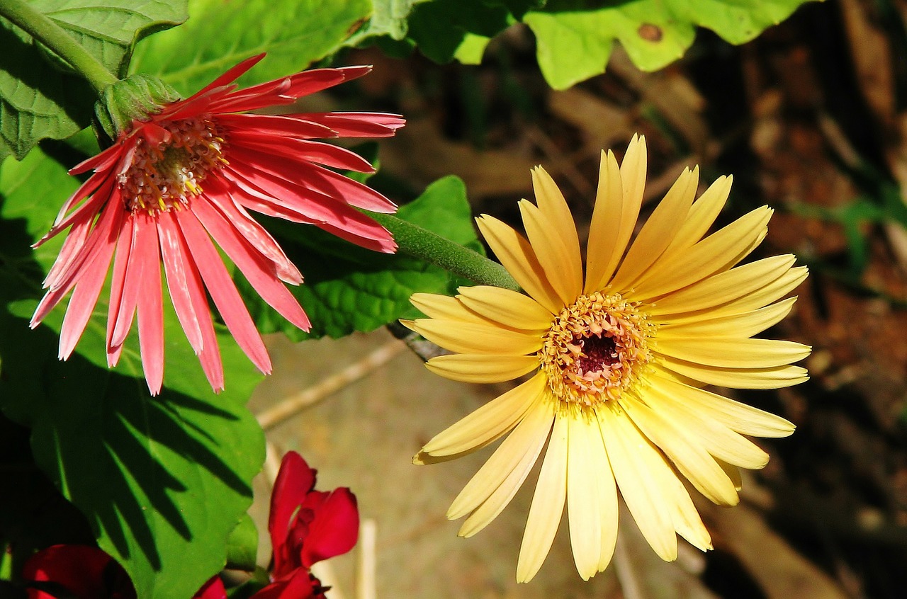 flowers yellow red free photo