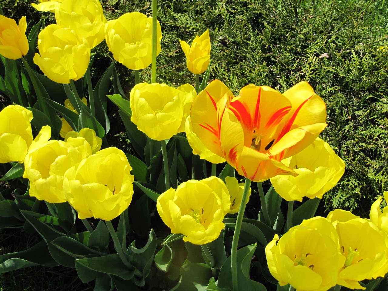 tulips flowers yellow free photo