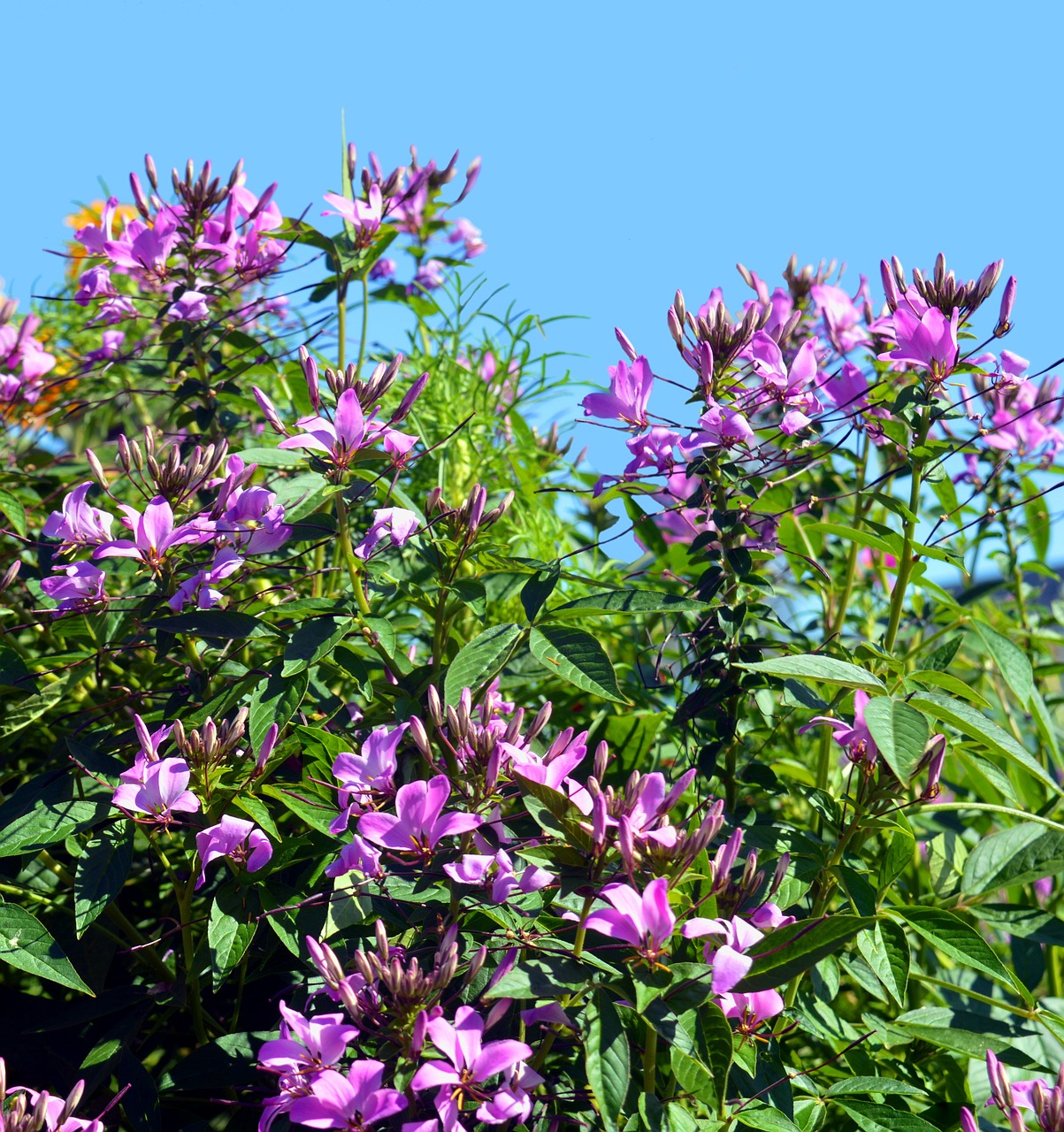 spider flower cleome spinosa capparaceae free photo