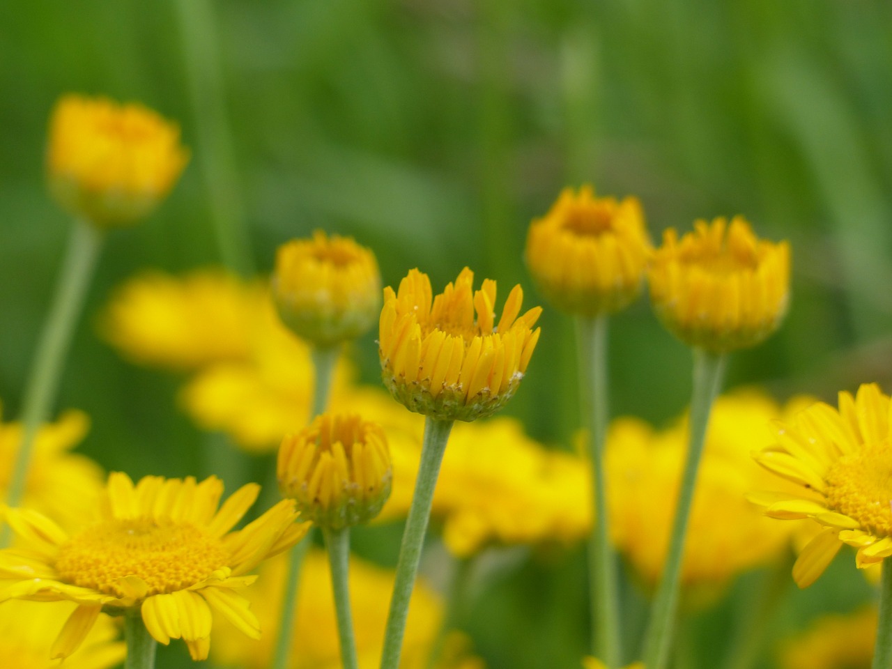 flowers yellow wild flowers free photo