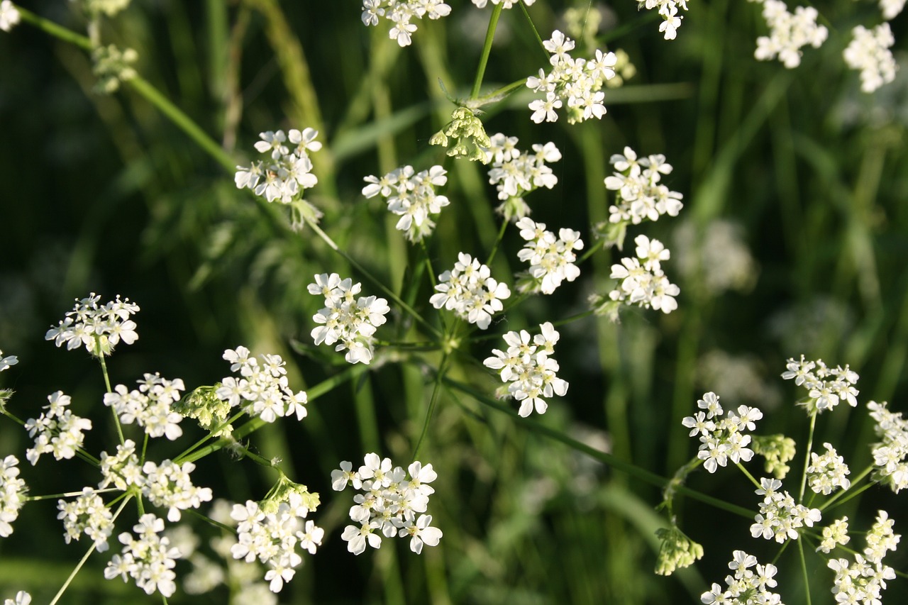 flowers ruderal vegetation beach free photo