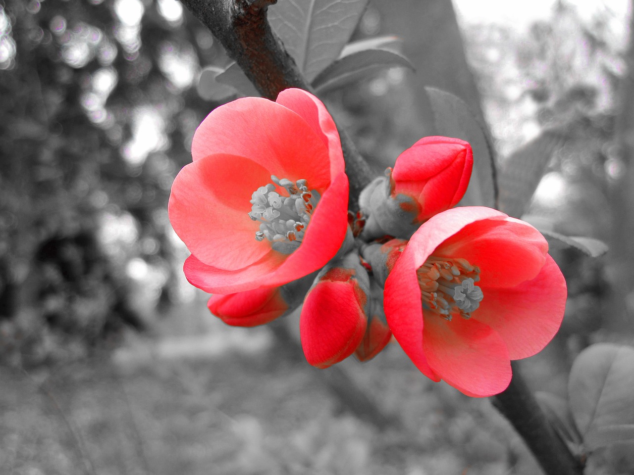 flowers petals bush free photo