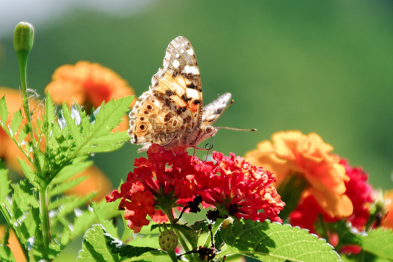 flowers lantana butterfly free photo