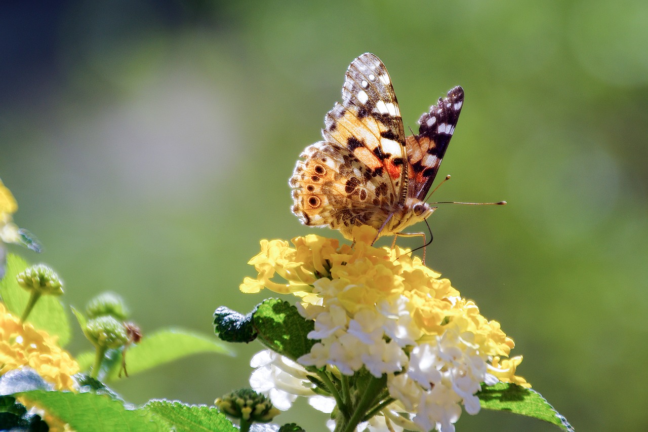 flowers lantana butterfly free photo