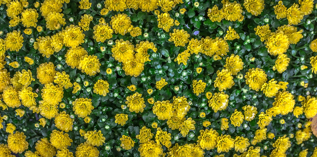 flowers nature yellow free photo