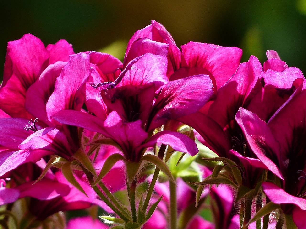 flowers pink red free photo