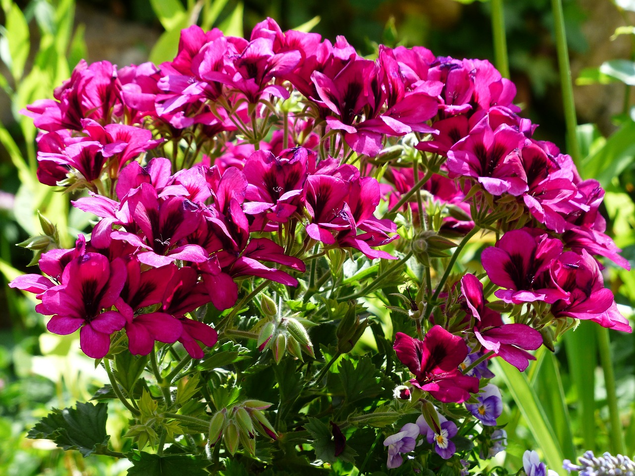 flowers pink red free photo