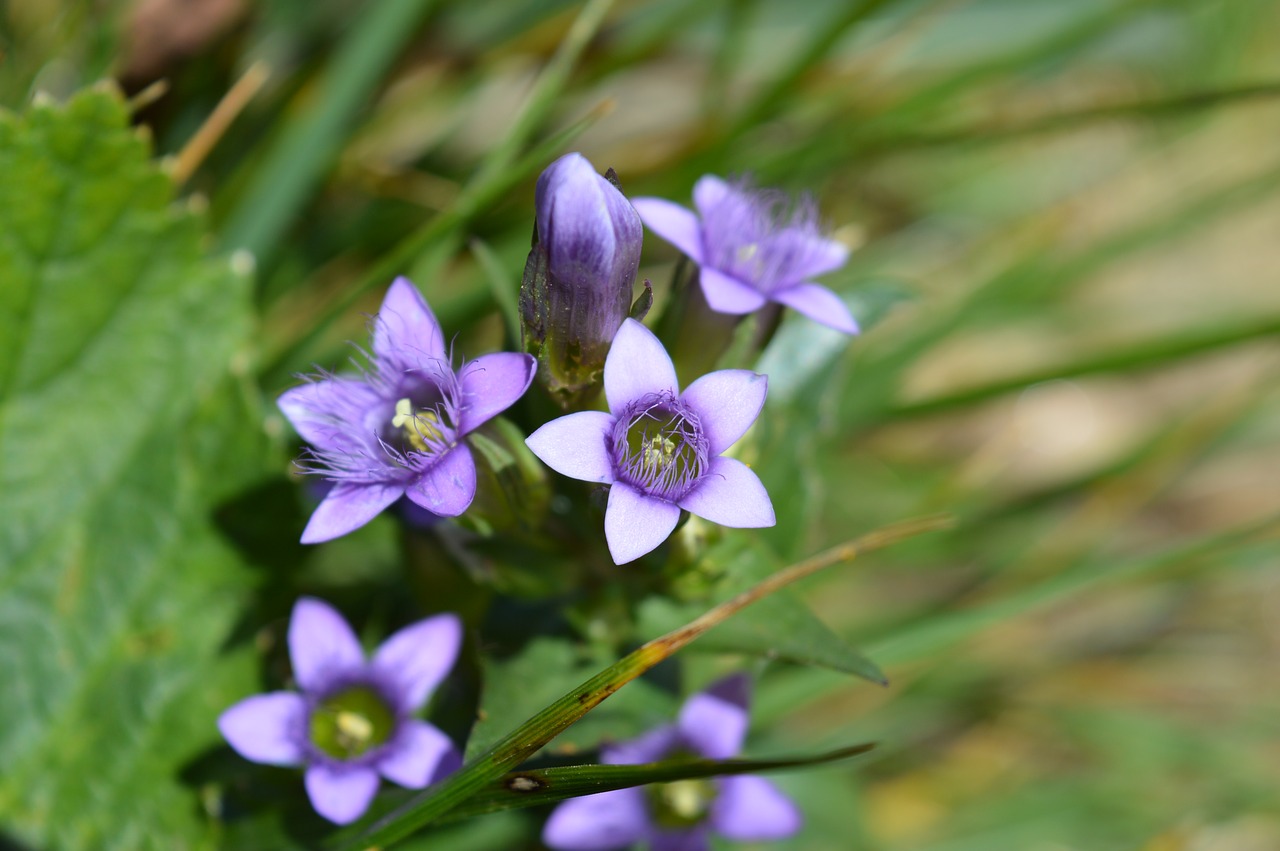 flowers violet nature free photo