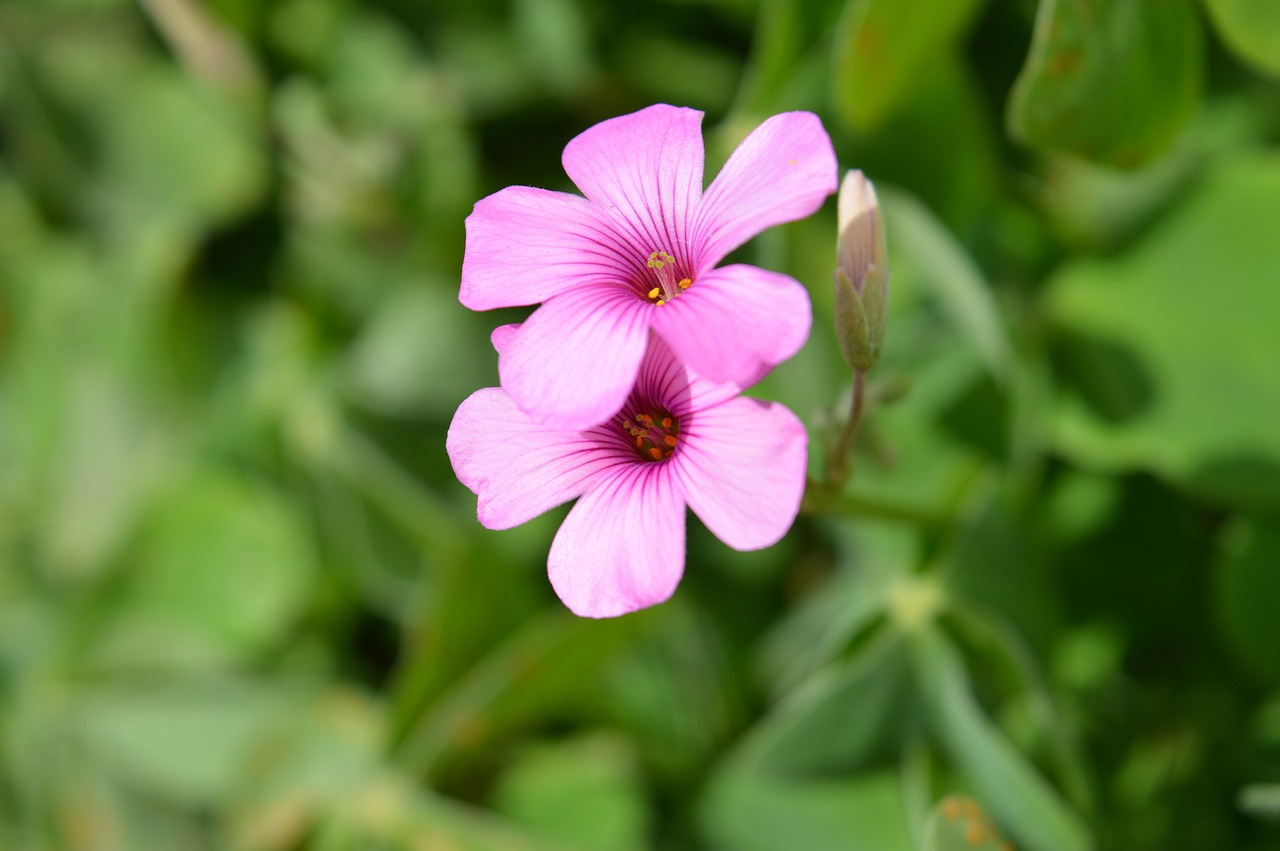 rosa flower small free photo