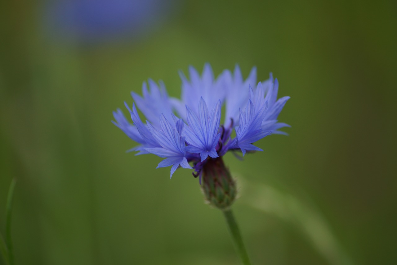 cornflower flowers blue free photo