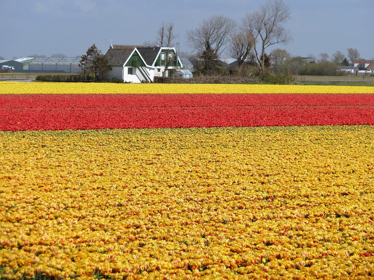 flowers tulips holland free photo