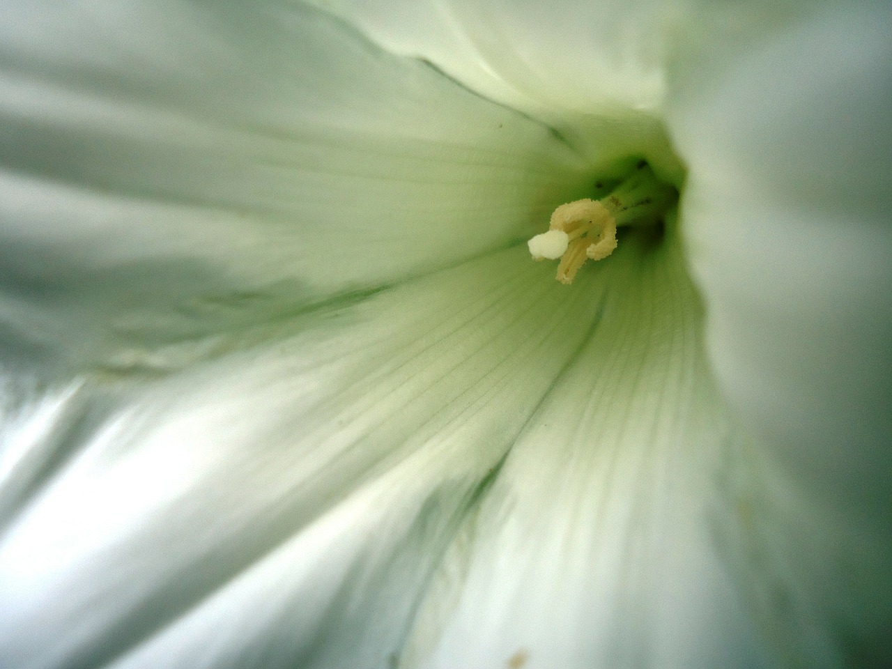 flowers flower white free photo