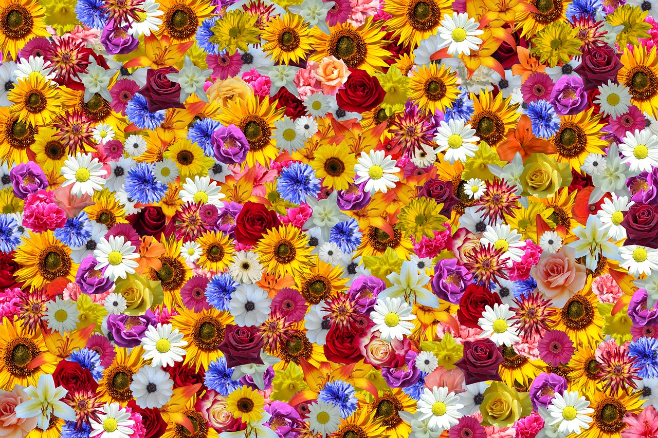 flowers sun flower colorful free photo