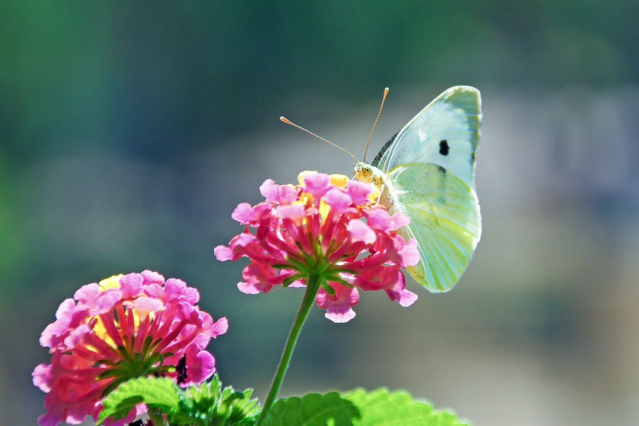 flowers butterfly lantana free photo