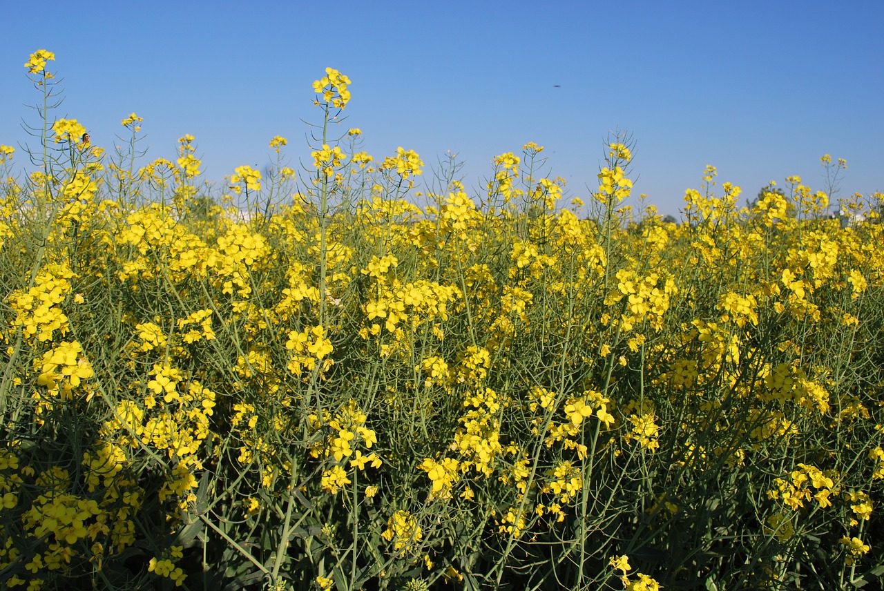 flowers field germany free photo