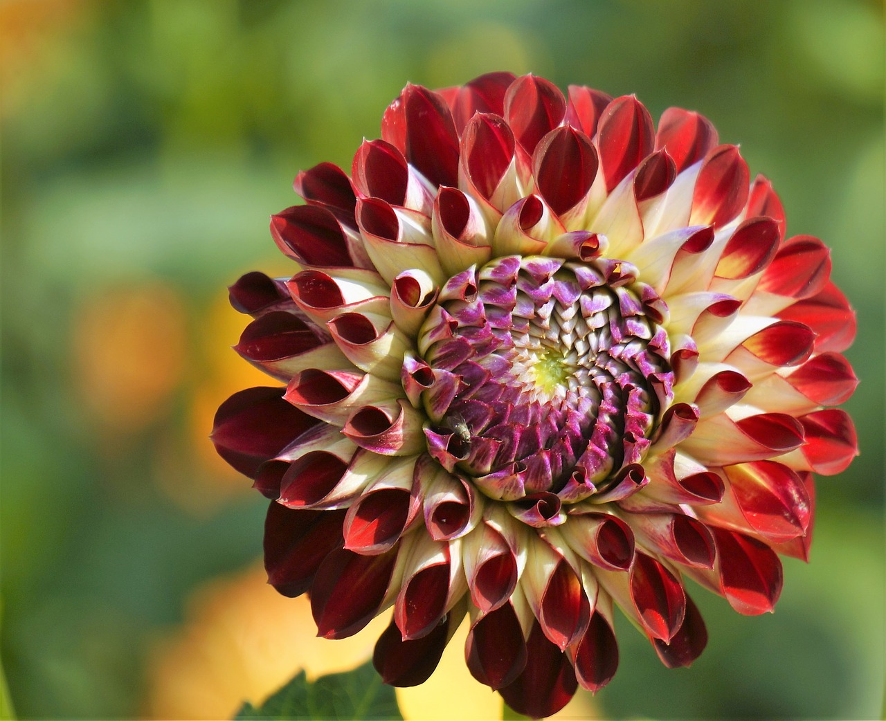 flowers dahlias late summer free photo