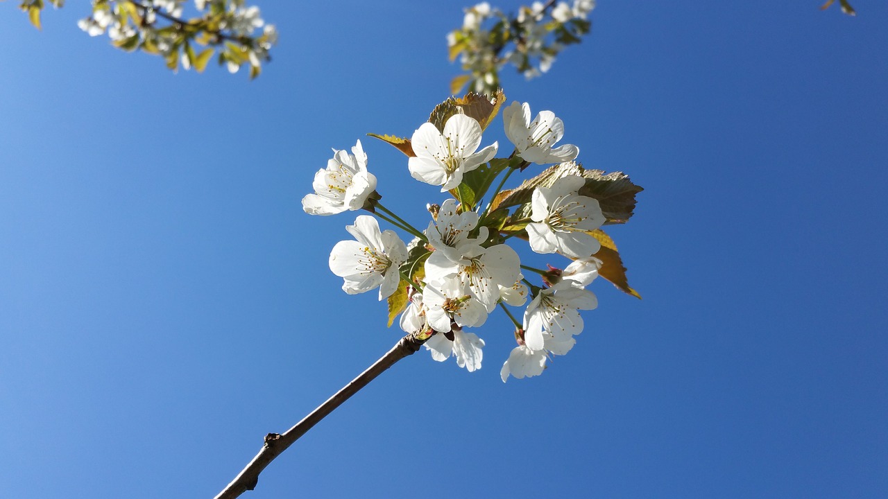 flowers cherries morellblomster free photo