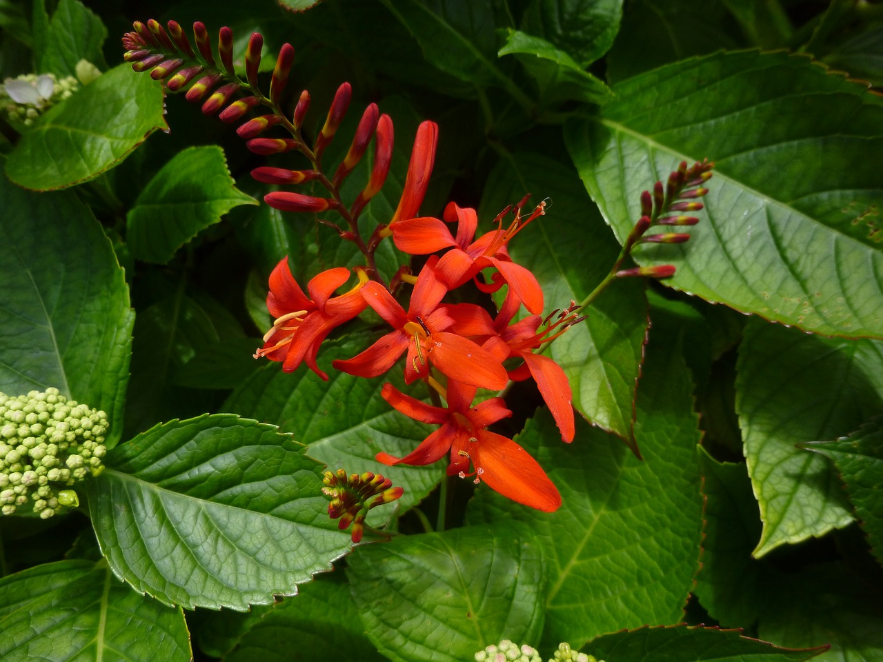 flowers red garden free photo