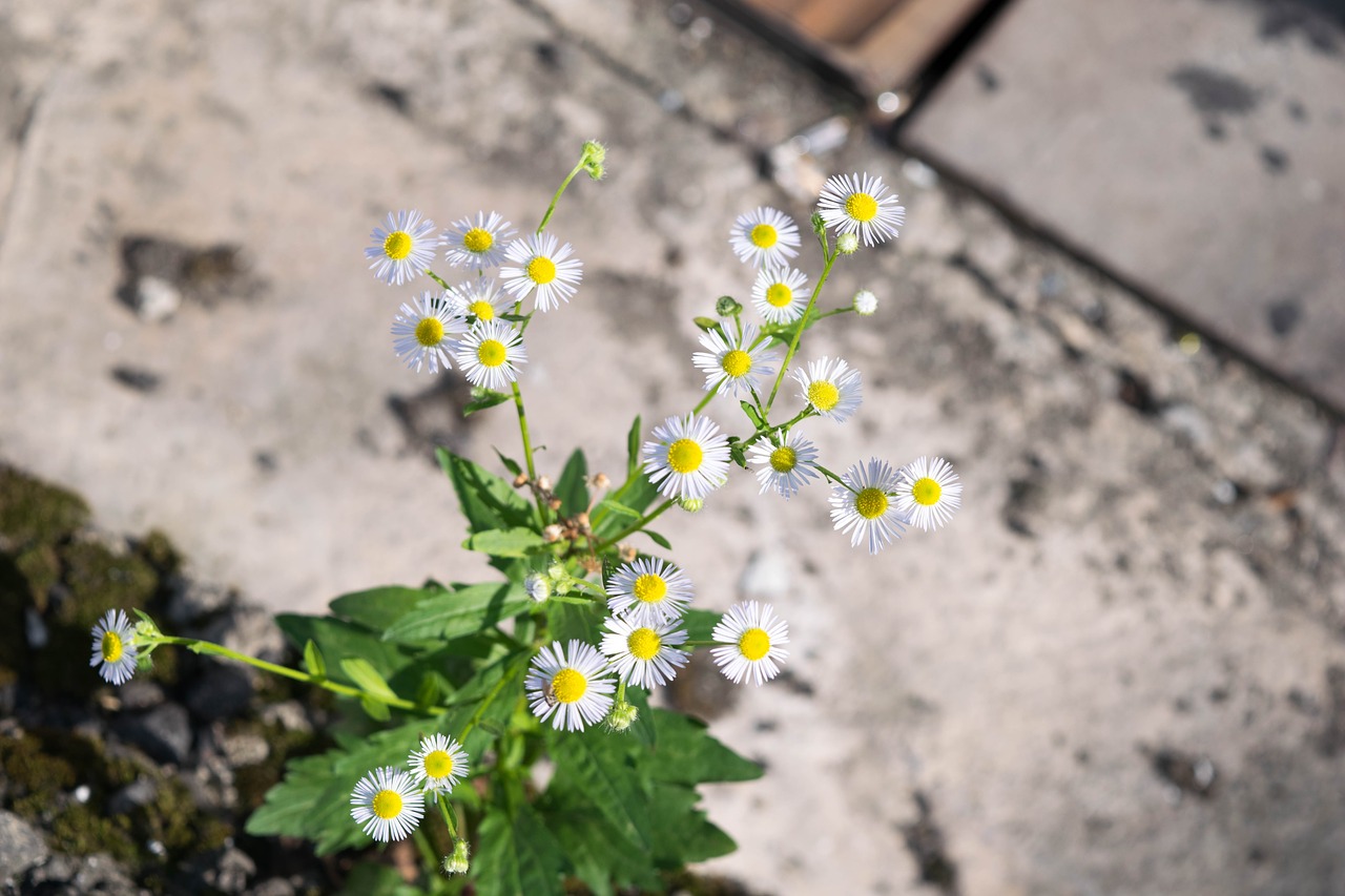 flowers landscape gil free photo