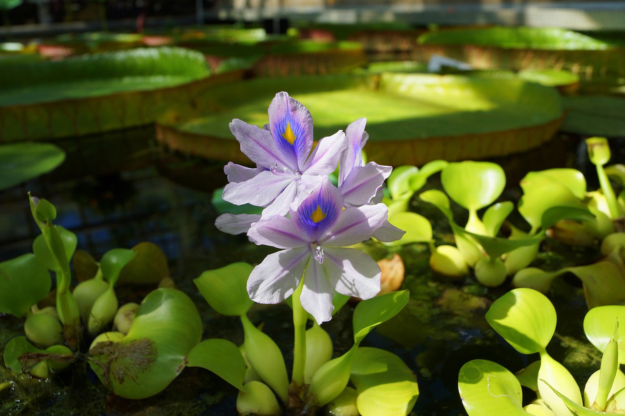 flowers water nature free photo