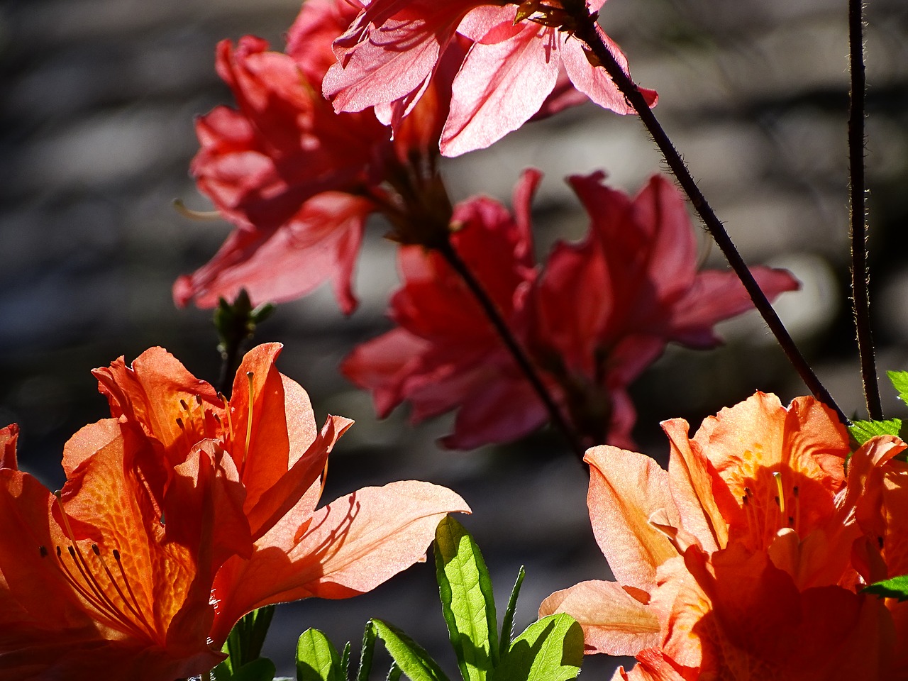 flowers azalea bloom free photo