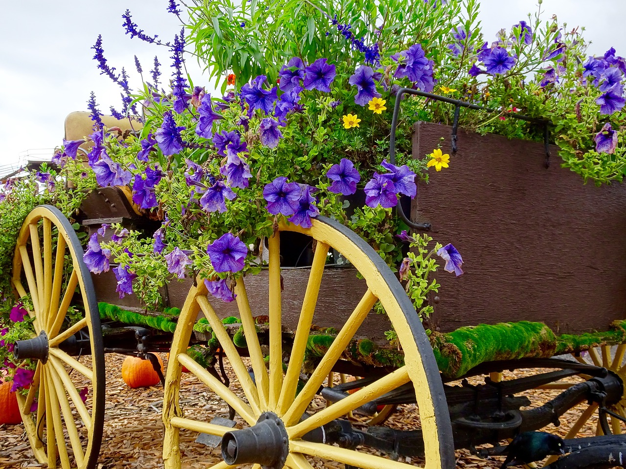 flowers wagon pumpkin free photo