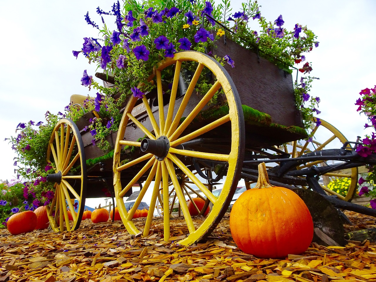 flowers wagon pumpkin free photo