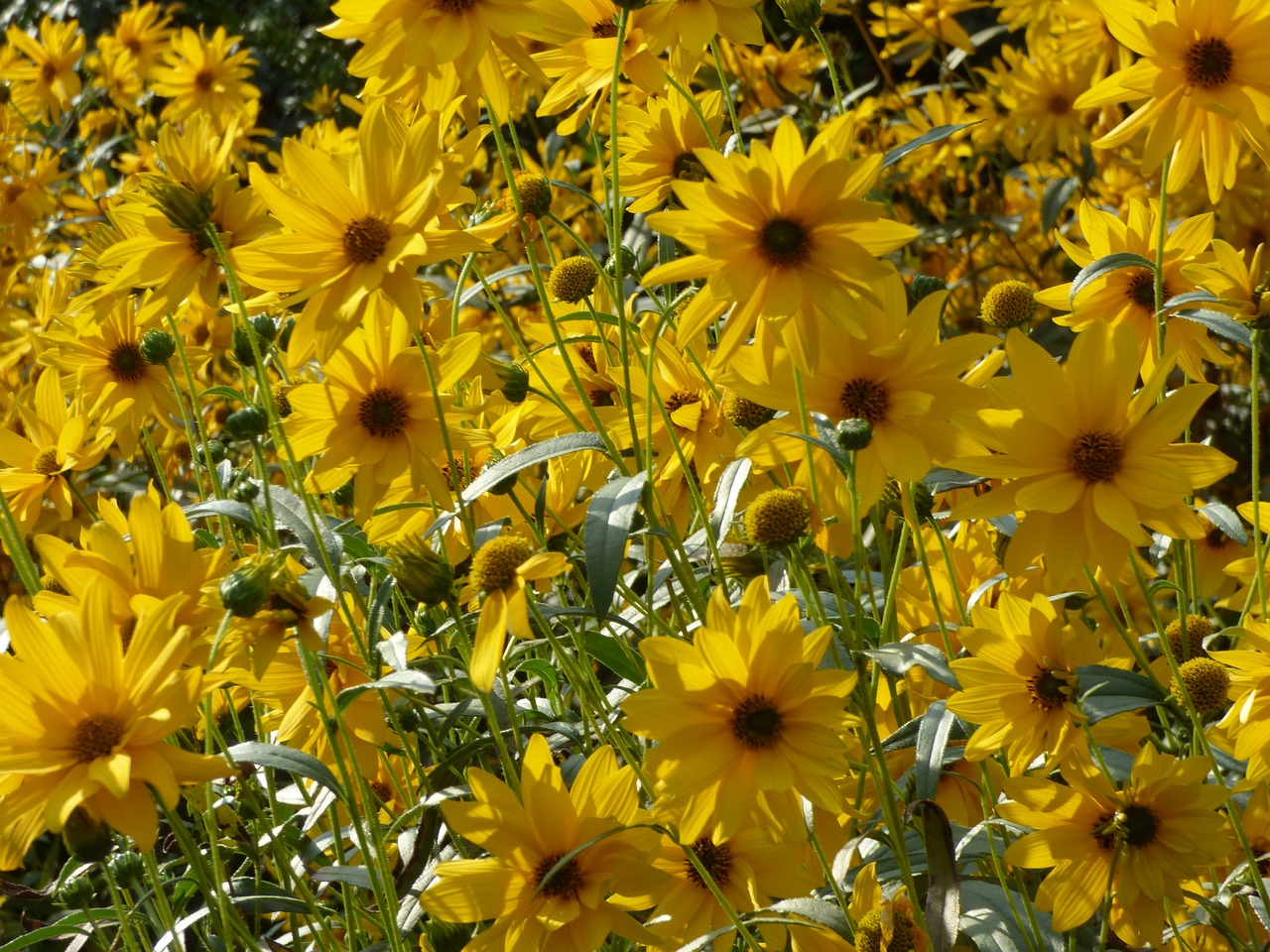 flowers yellow yellow flower free photo