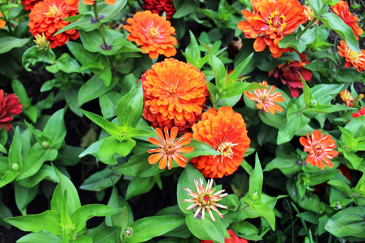 flowers orange plant free photo