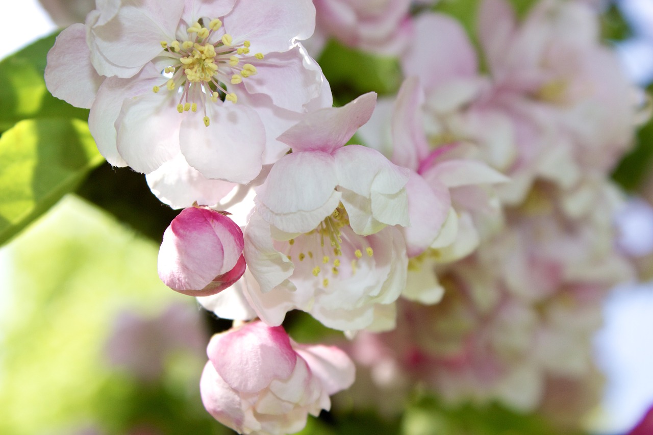 flowers blooms apple free photo