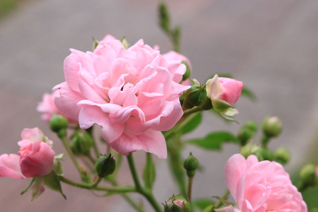 flowers roses pink free photo