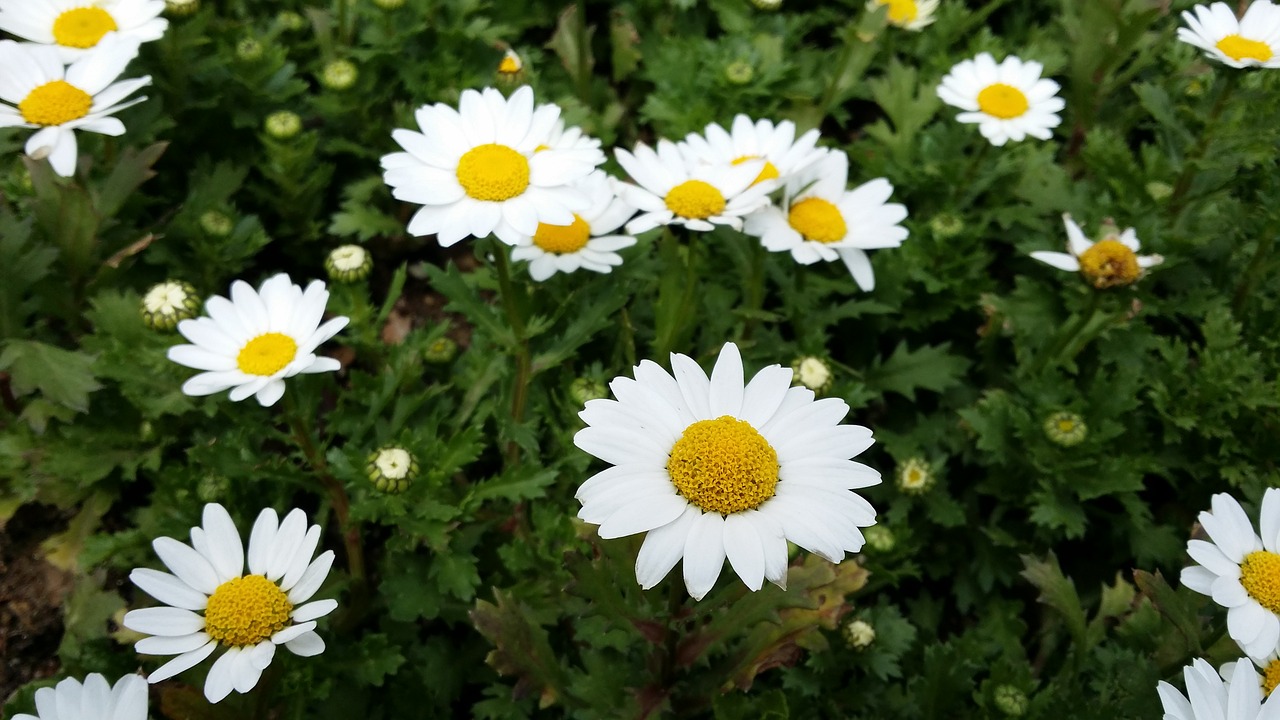 flowers wood plants free photo