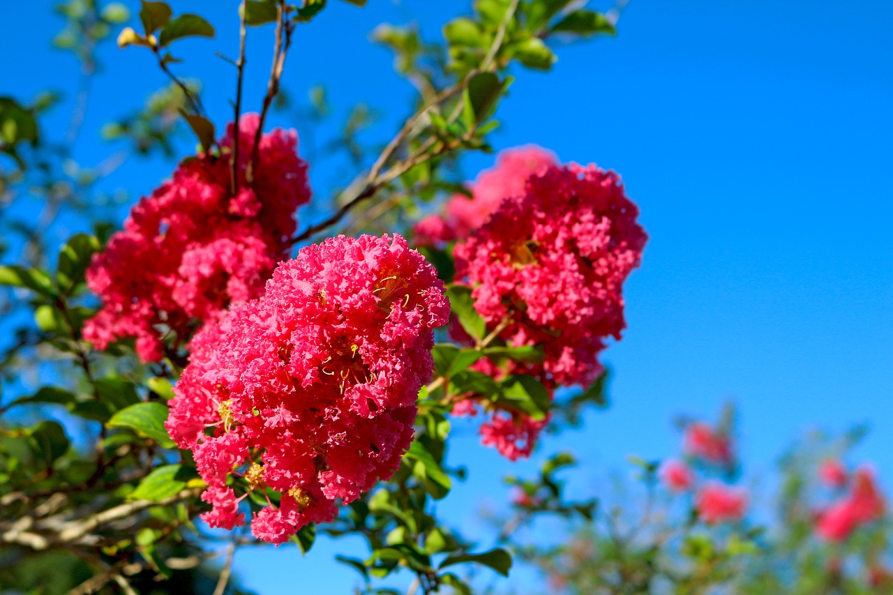 flowers lagerstroemia indica myrtle free photo