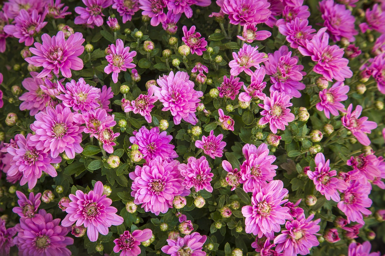 flowers magenta color free photo