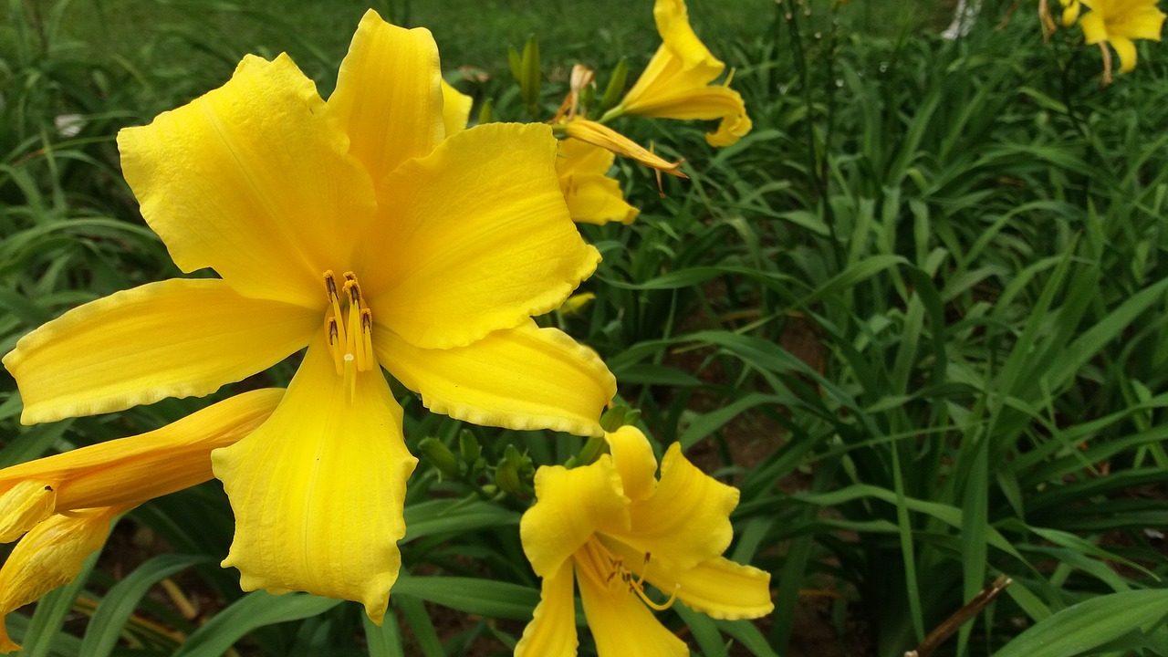 lily flowers yellow free photo